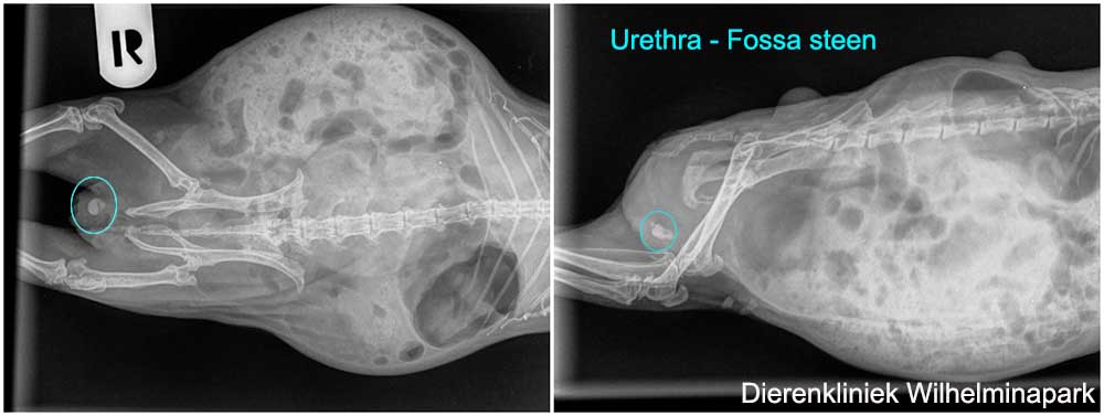 De steen in de urethra of fossa wordt met een rntgenfoto in beeld gebracht.